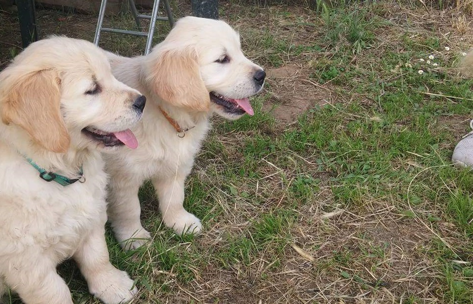 Puppy Class a Capriolo - Corso educazione per Cuccioli @ 6Z Centro Cinofilo | Capriolo | Lombardia | Italia