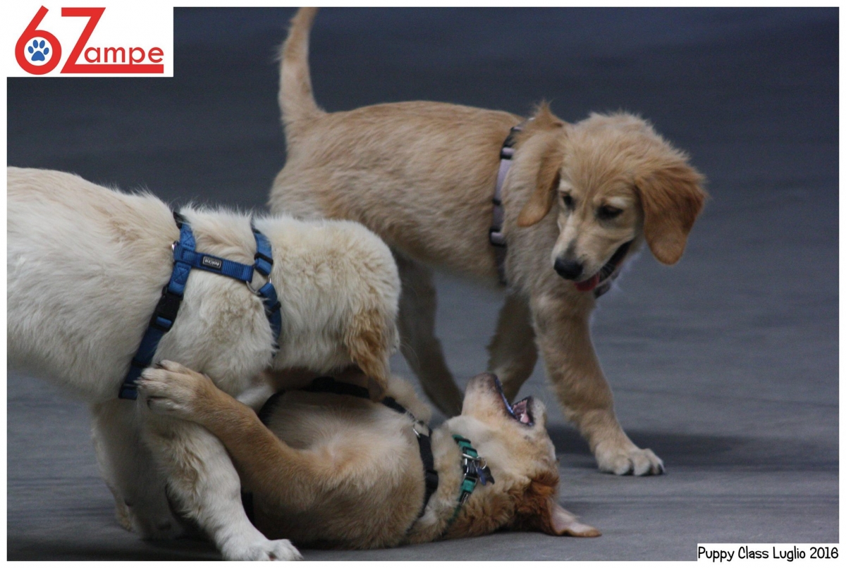 Puppy class